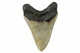 Serrated, Fossil Megalodon Tooth - North Carolina #274004-1